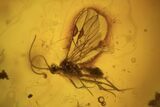 Detailed Fossil Flies, Wasp & Oak Flower In Baltic Amber #120653-4